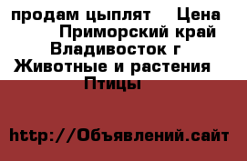 продам цыплят  › Цена ­ 140 - Приморский край, Владивосток г. Животные и растения » Птицы   